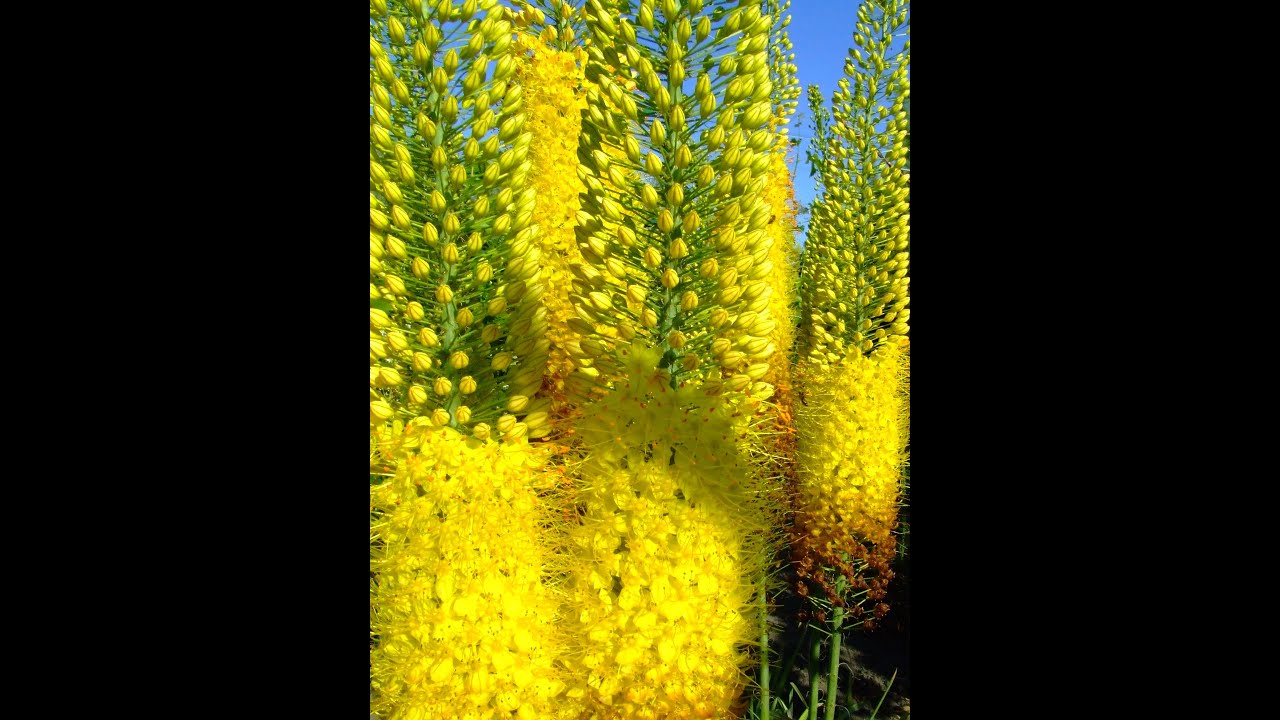 Еремурус (Eremurus) та його посадка