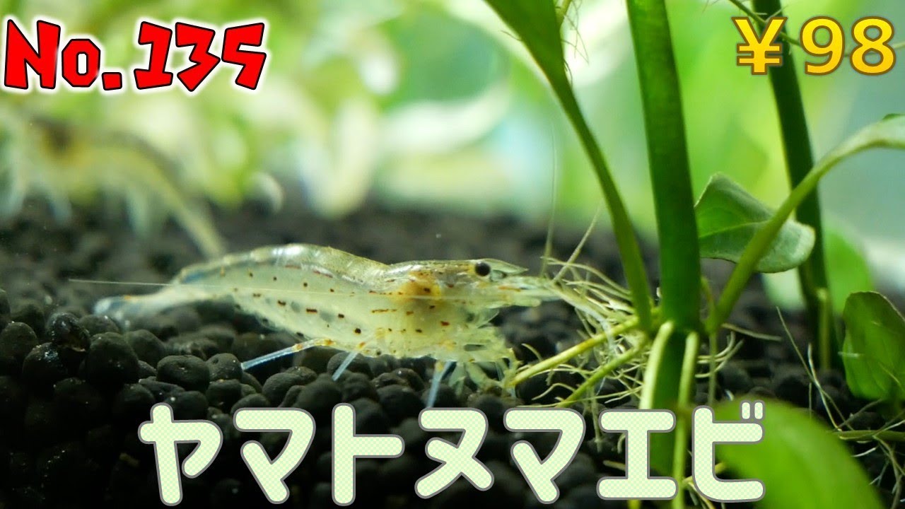 【生体紹介】No.135ヤマトヌマエビ【ふぶきテトラ】