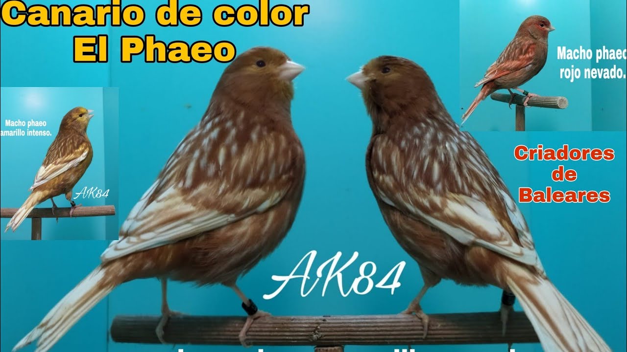 El phaeo( canario de color)