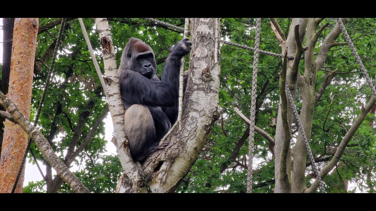 Gorilla Thomas & Family 🦍#tiergartennuernberg #gorilla #gorillaalltag #silberrücken