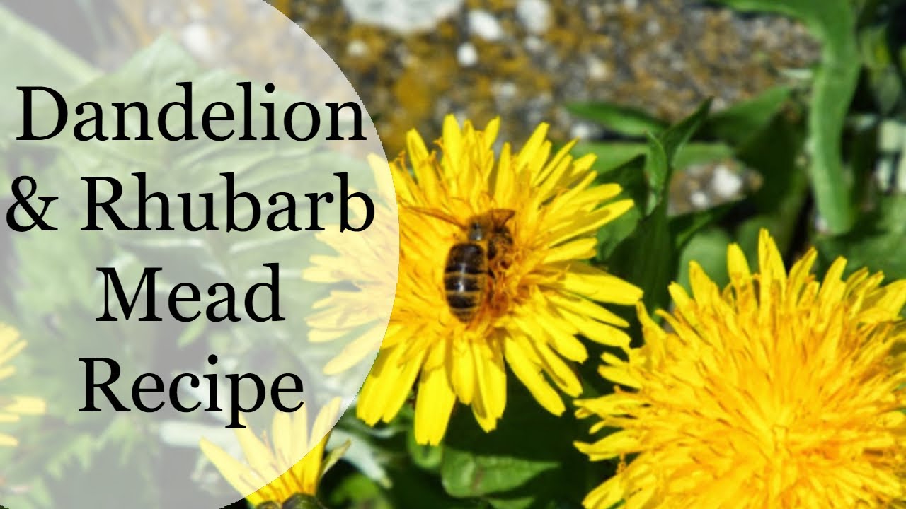 Dandelion and Rhubarb Mead Making Tutorial ~ Easy at Home Brewing