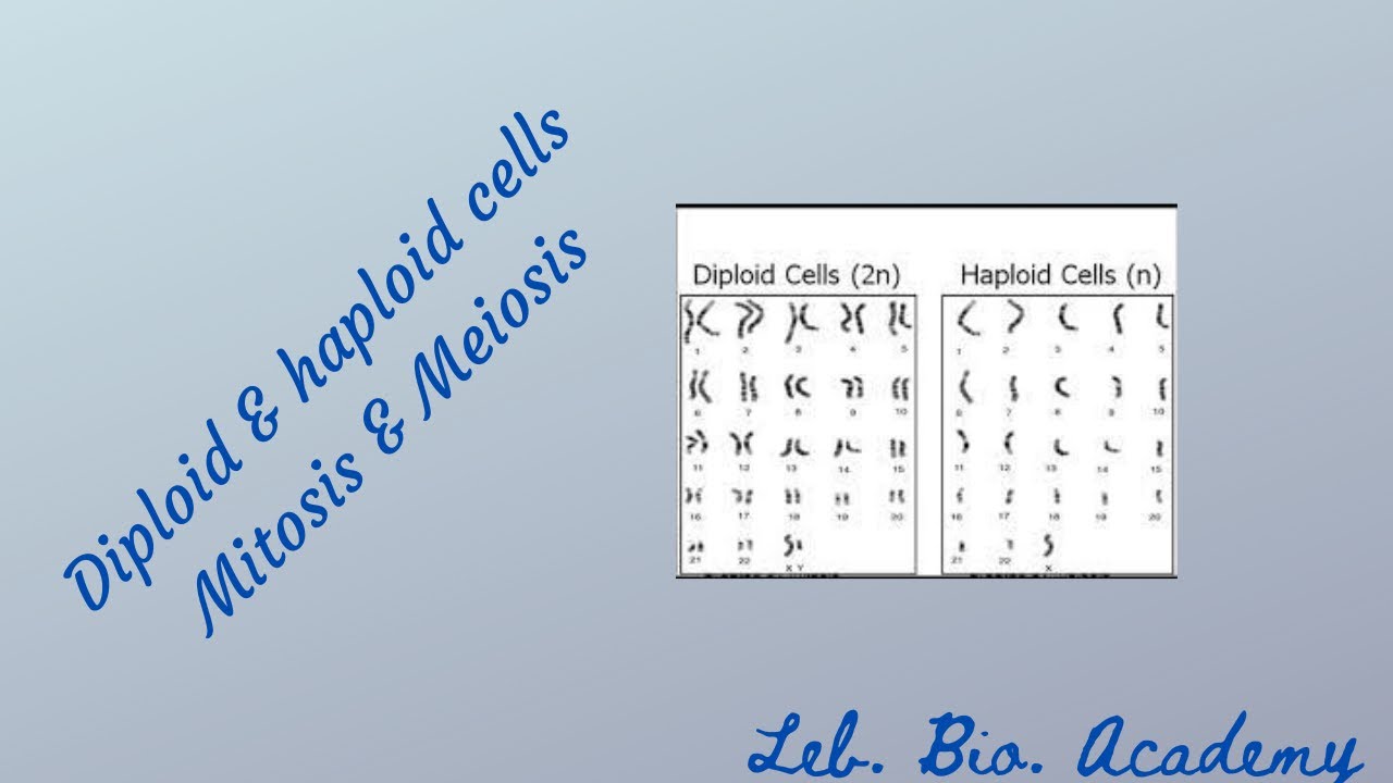 Diploid, haploid, mitosis and meiosis
