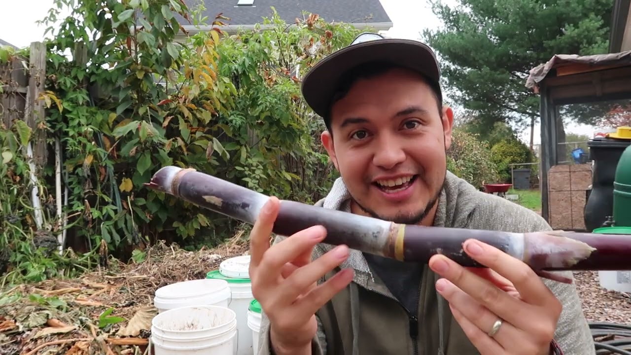 Growing sugar cane in cold climates Zone 7a. Virginia grown sugar cane