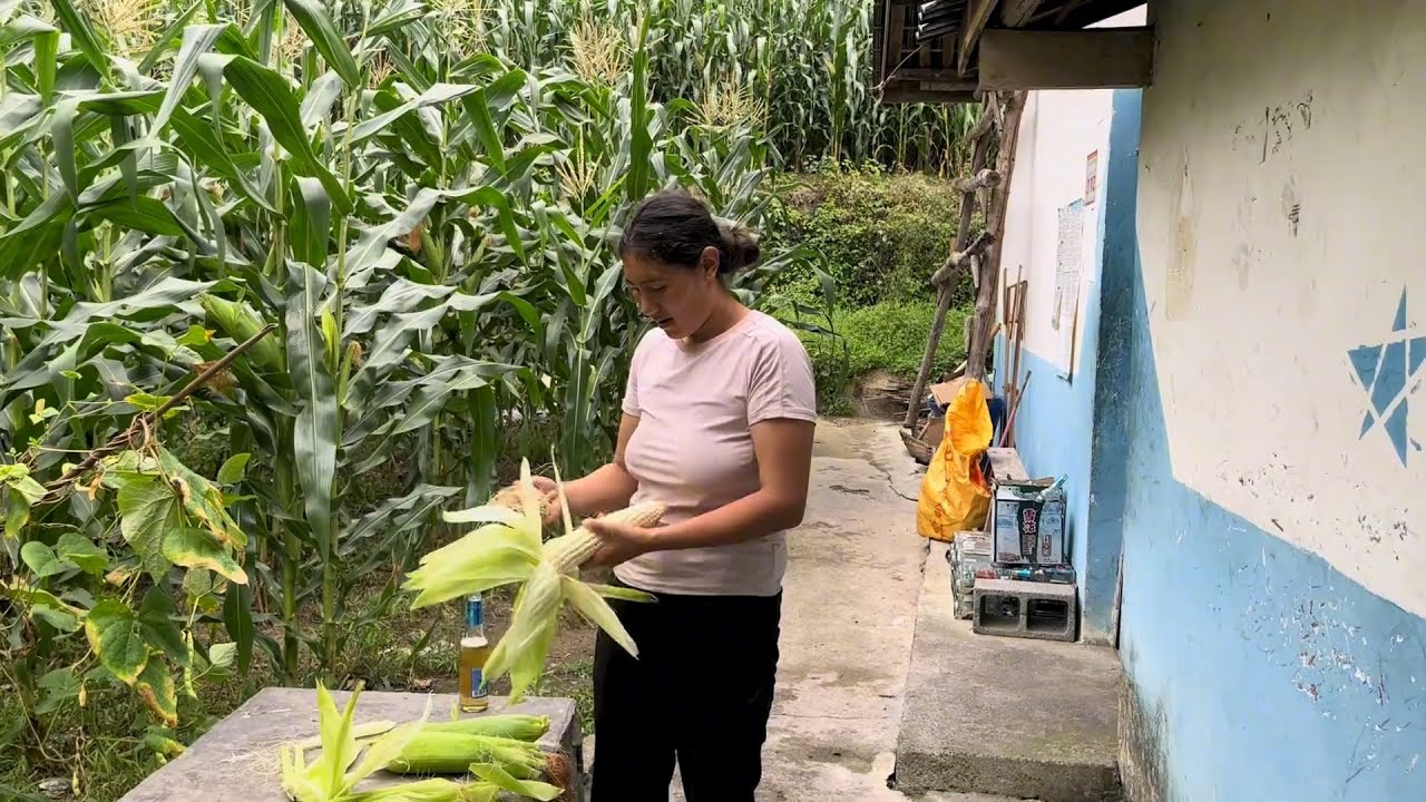 自家种的玉米熟啦，今天摘了几个煮着尝尝【凉山小弟】