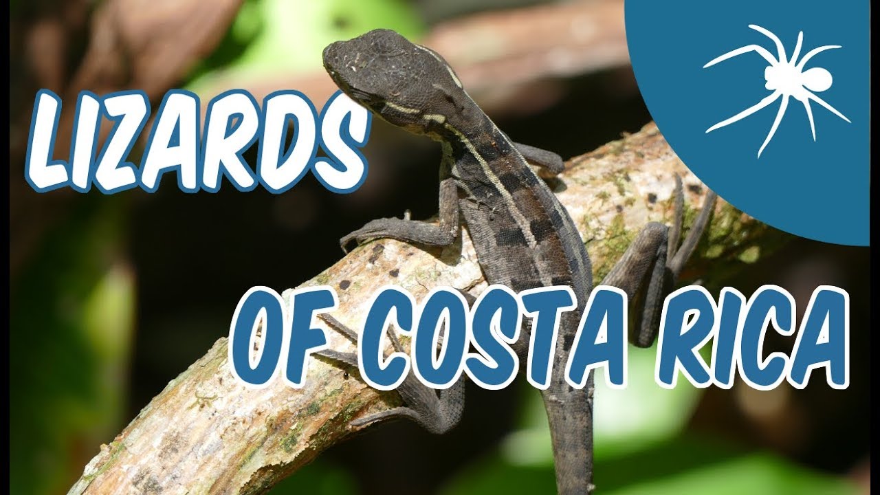 The LIZARDS of COSTA RICA ft. iguanas, anoles, geckos and basilisks!!!