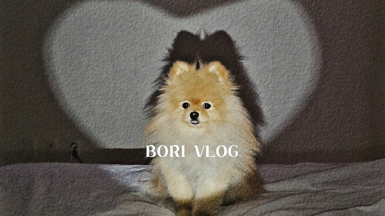 [보리로그] 2월도 사랑스럽개🐾