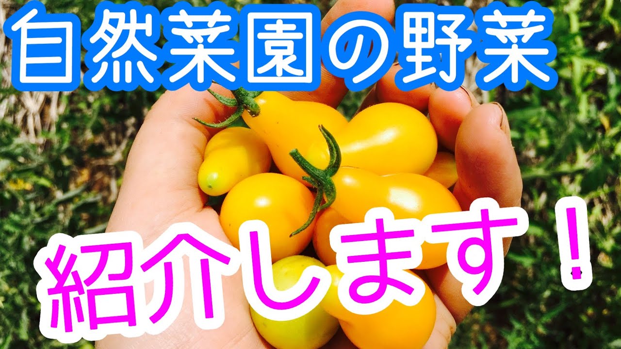 【自然農法】自然菜園の畑の野菜達、元気に育ってます！