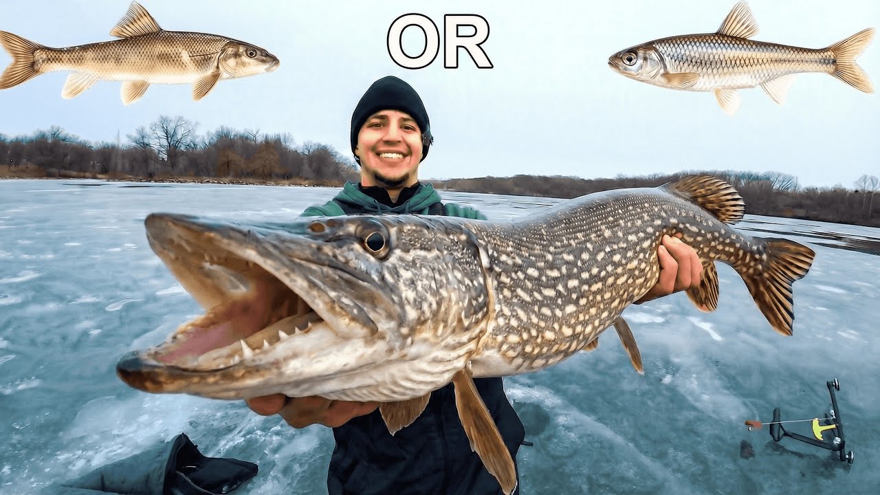1v1 Live Bait Fishing Challenge (Shiners & Chubs)