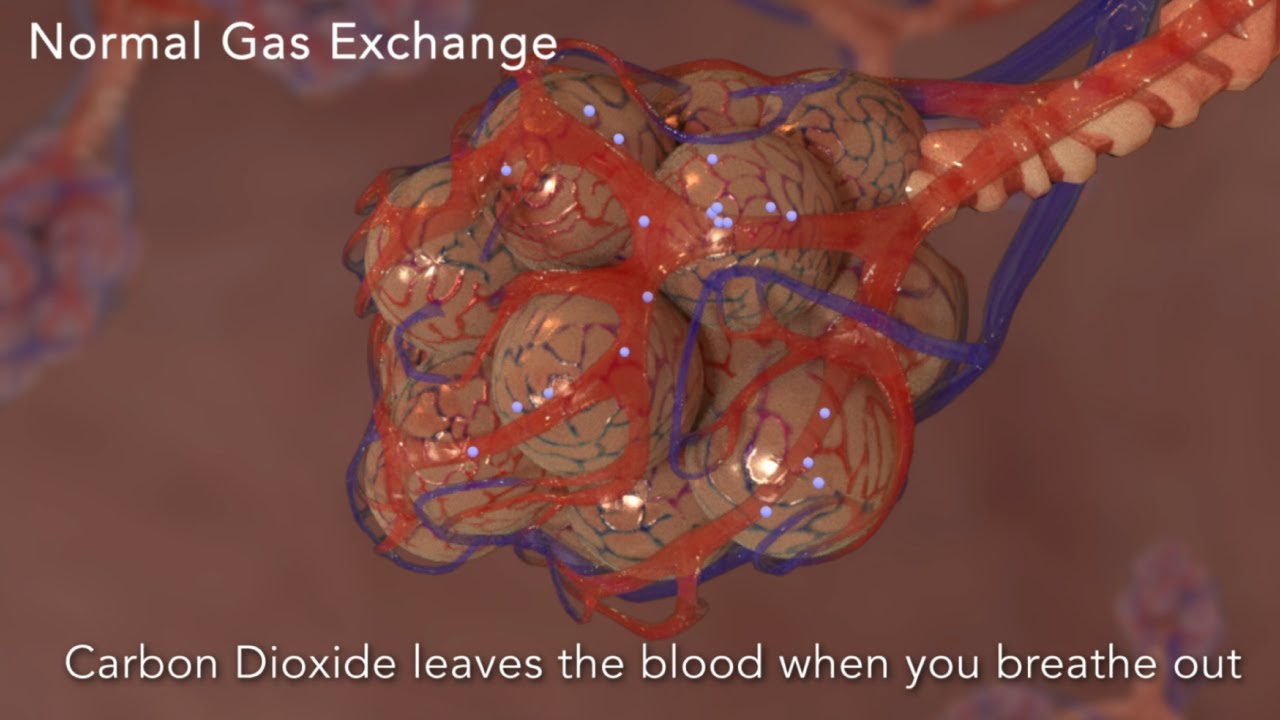 Hydrogen Sulfide (H₂S) Toxic Exposure Animation: How It Disrupts Oxygen Processing