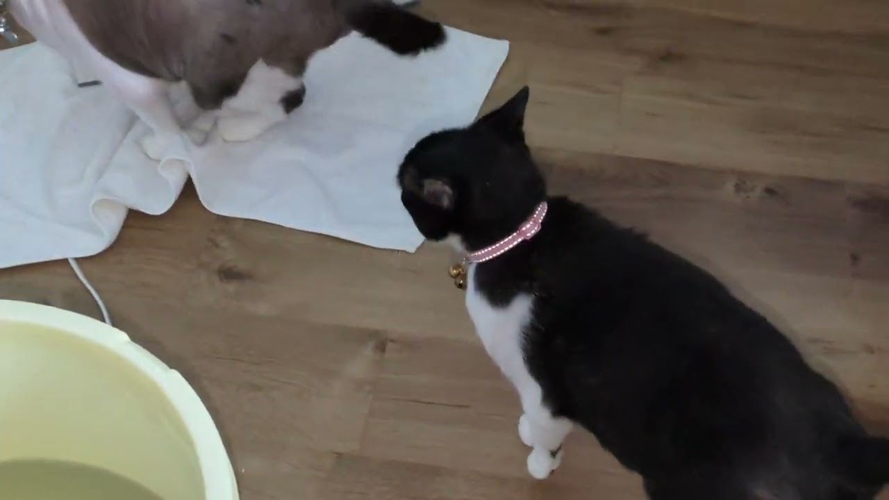家に入ってストーブに当たるぱんぱんに噛みつくぽこちん