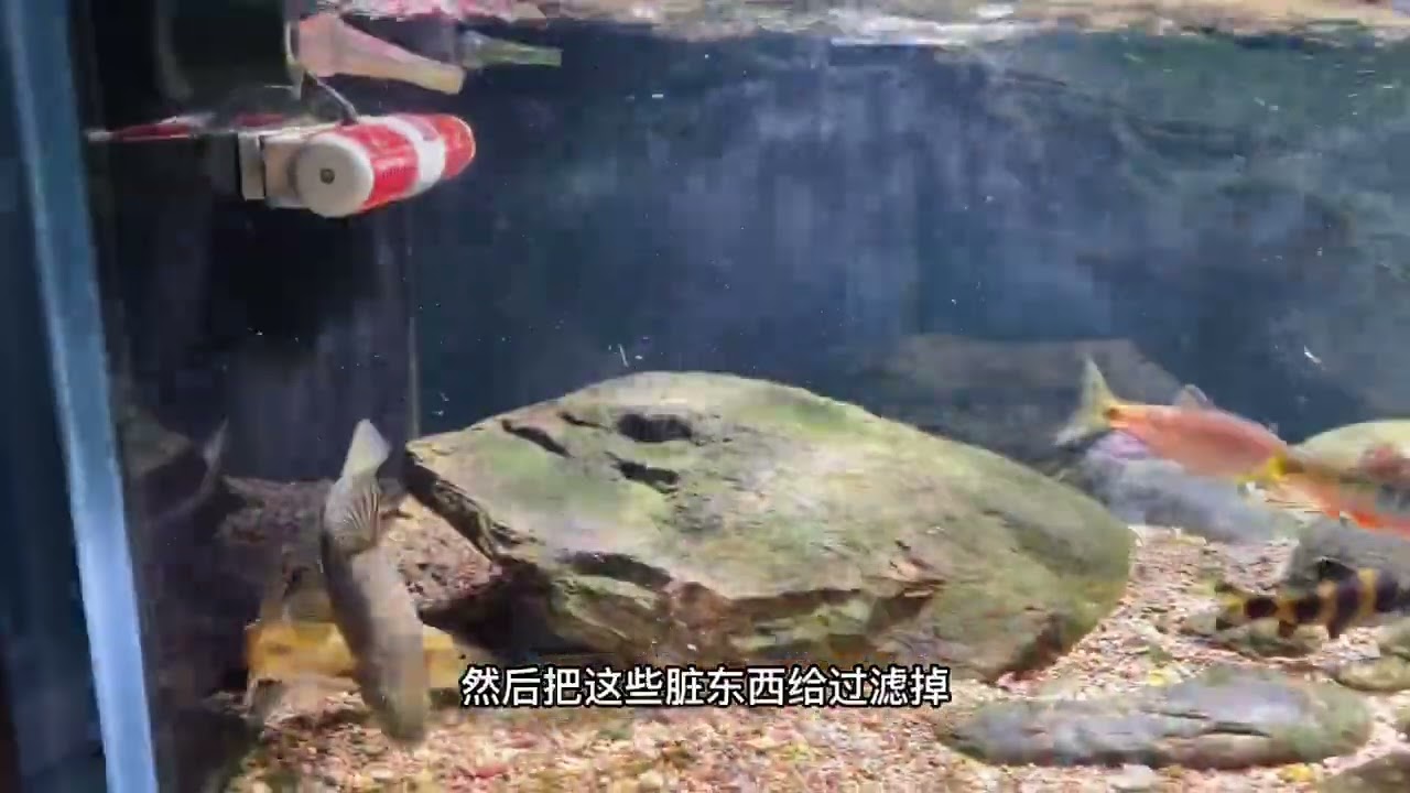 造浪泵的作用很多看你怎么使用。#养鱼人 #原生态 #造景鱼缸
