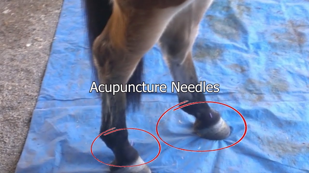 Acupuncture For Horses! - Dr Rob Willis