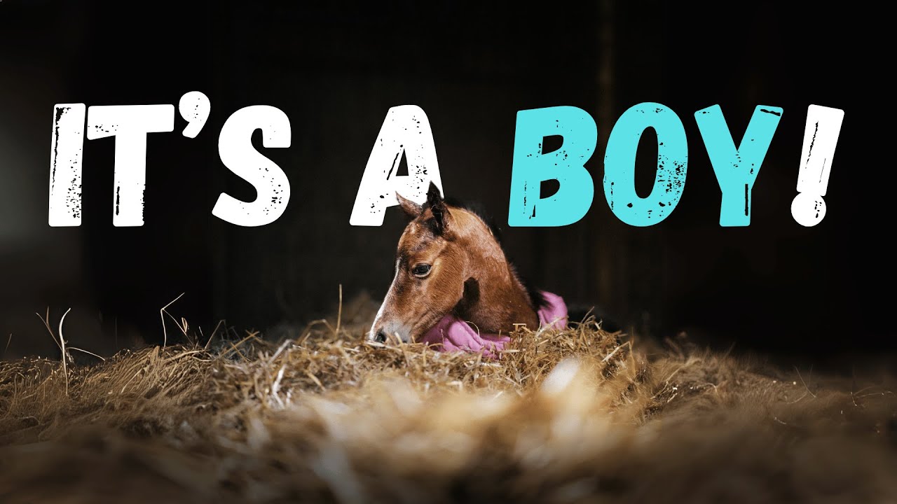 A Foal Named 