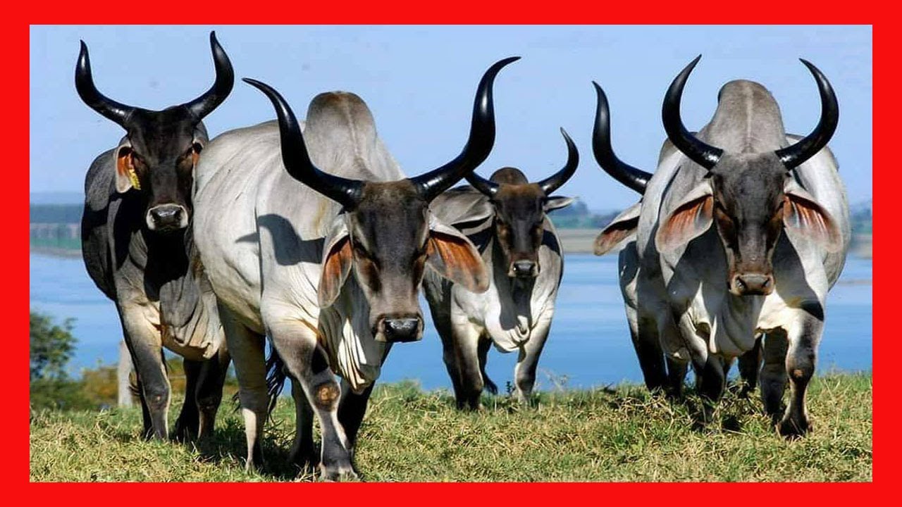 Гузерат в Бразилии