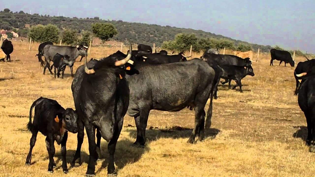 pelea de vacas moruchas