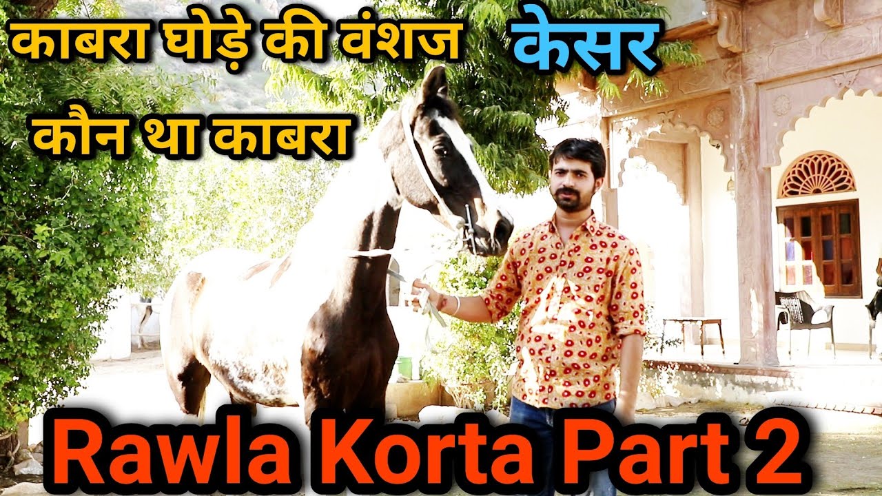 काबरा लाइन की केसर घोड़ी और उसका रिजल्ट | Rawla Korta | Part 2