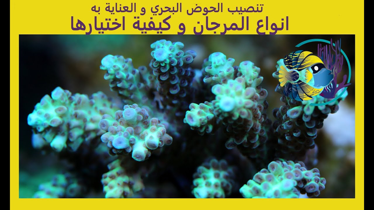 الحلقة رقم 13 - انواع المرجان و كيفية اختيرها