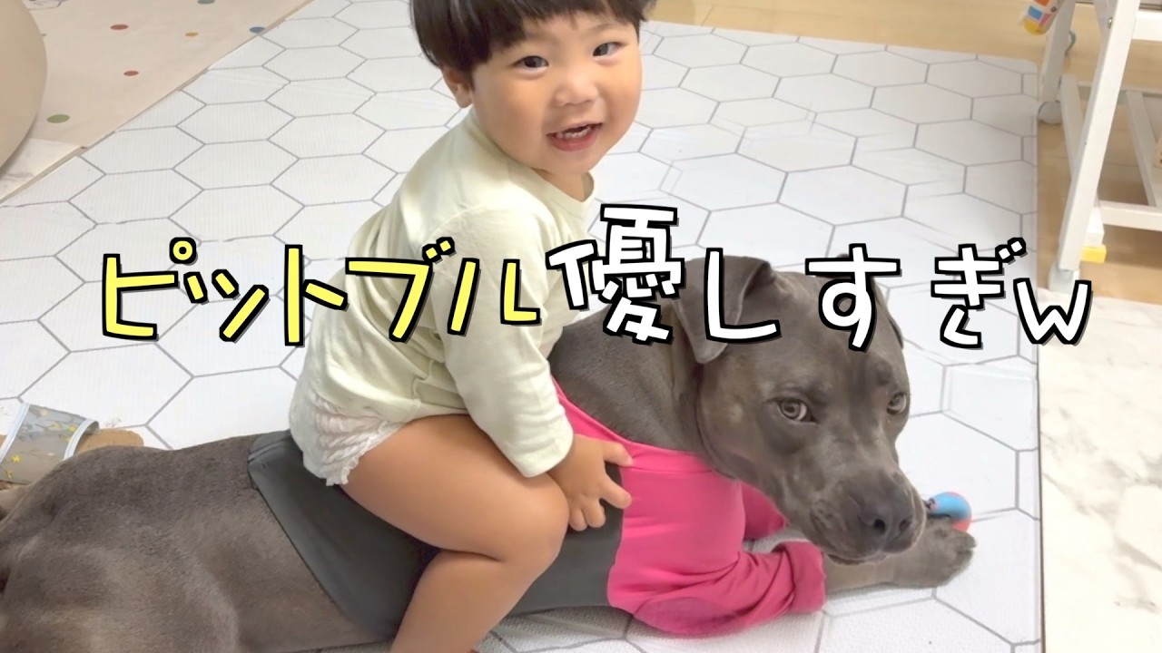 【狂犬】いろいろと誤解されがちなピットブルの意外な素顔をご覧ください
