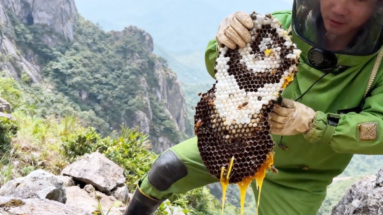 500米高山掏金环虎头强群，看到蜂窝那一刻，腿都软了【蜂狂小成哥】