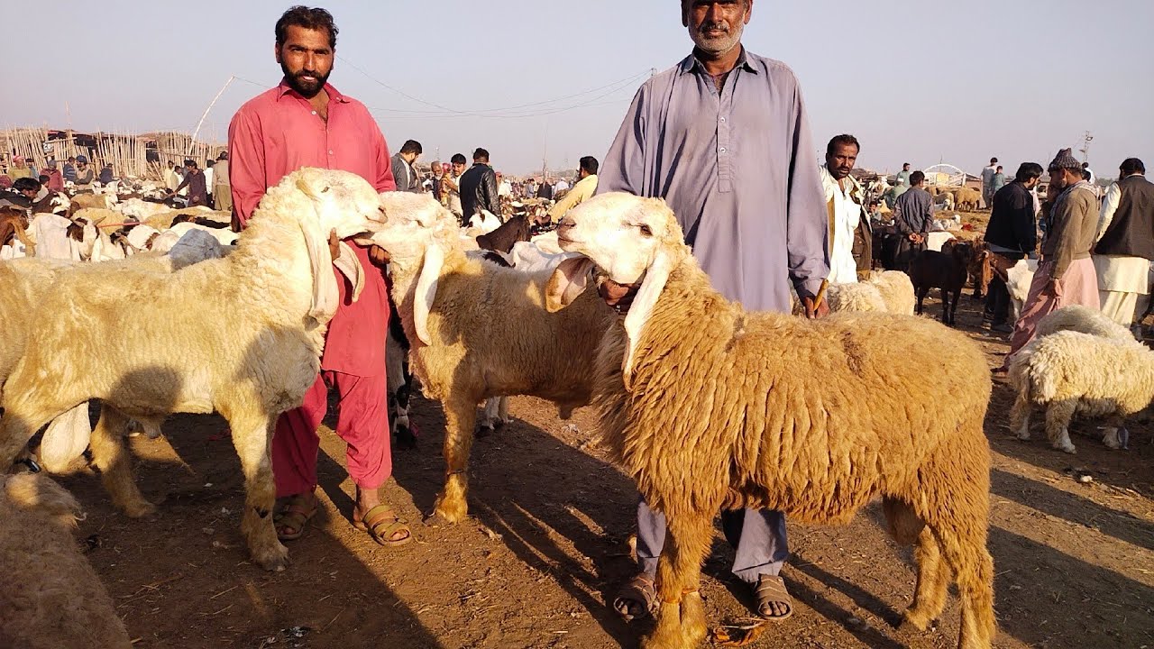 Desi Chatre Katu Maal Lahore Bakra Mandi Shahpur Kanjra Sindhi katu Bakriyan