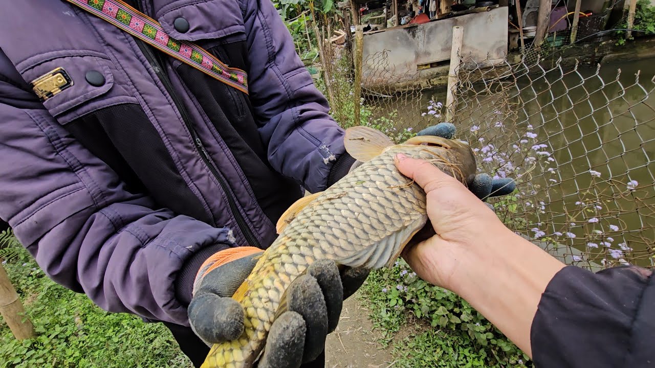 Quá xui đang kéo con cá chép to thì bị bác chủ ao phát hiện