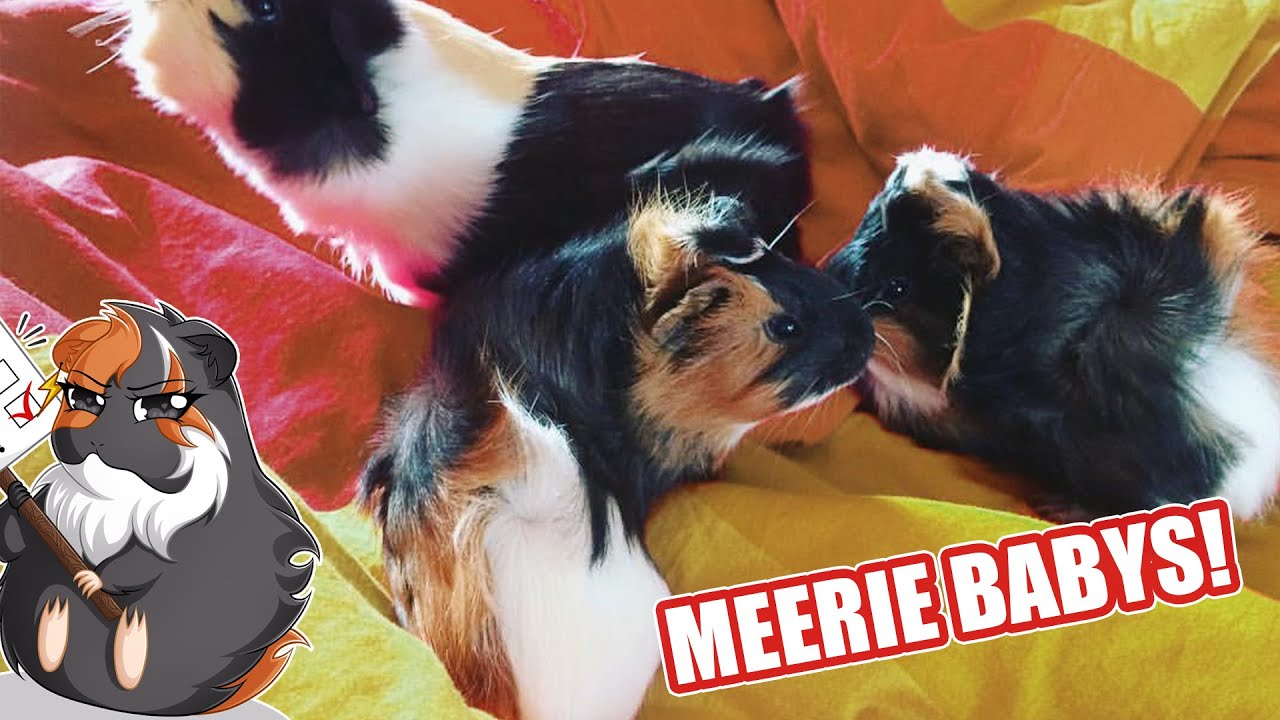 Meerschweinchen Babys von Salt 😯 | Die Meeries
