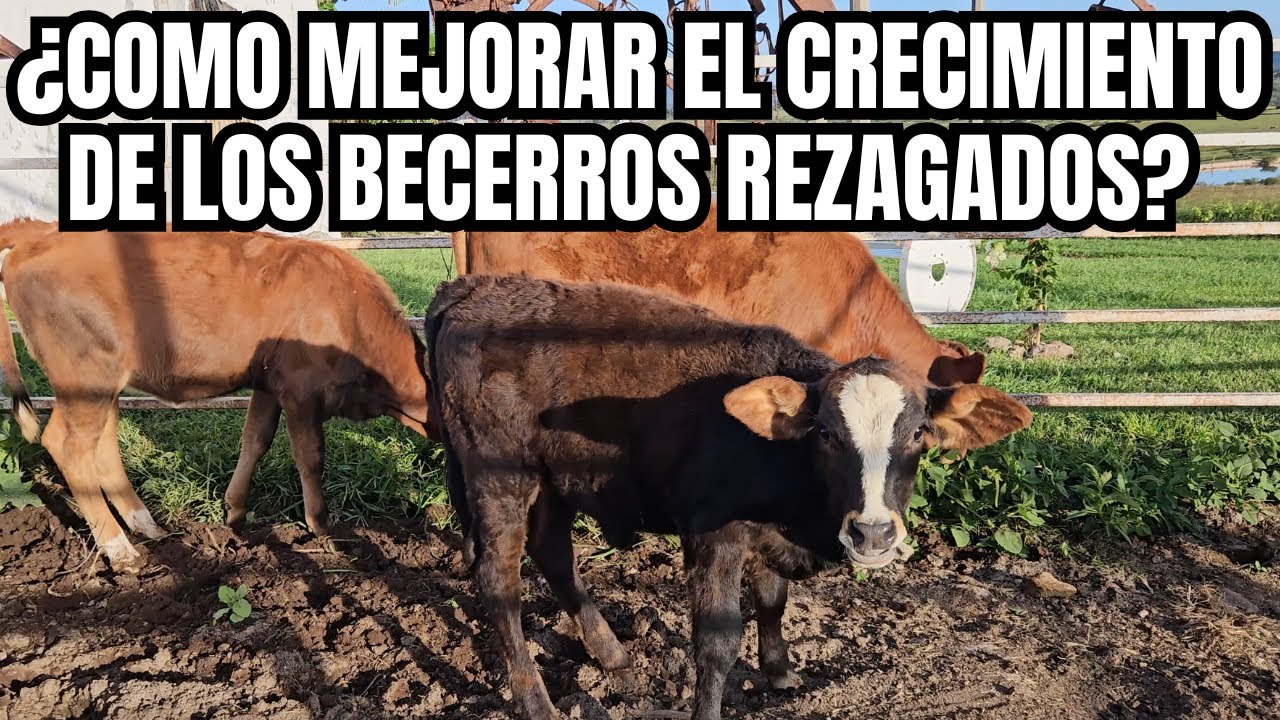 ¿Cómo MEJORAR el CRECIMIENTO de los BECERROS REZAGADOS? | SUPER coctel de VITAMINAS | RancheandoAndo
