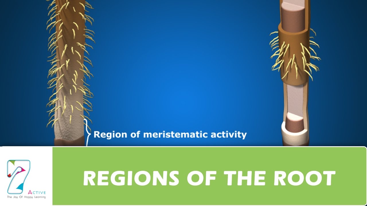 REGIONS OF THE ROOT