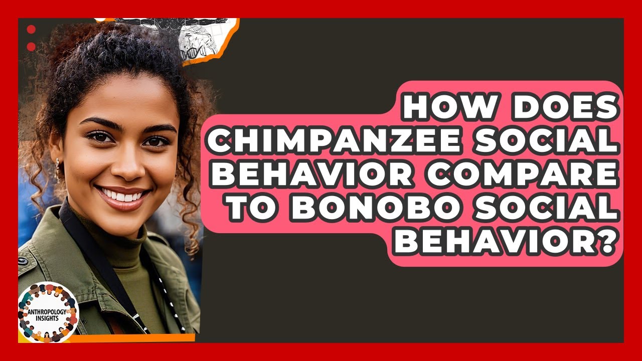How Does Chimpanzee Social Behavior Compare To Bonobo Social Behavior? - Anthropology Insights