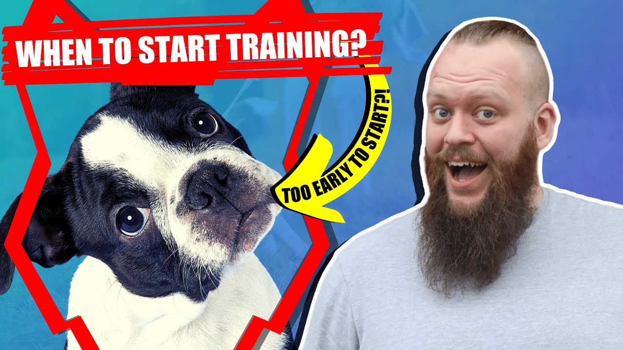 When Should I Start Training My BOSTON TERRIER PUPPY?