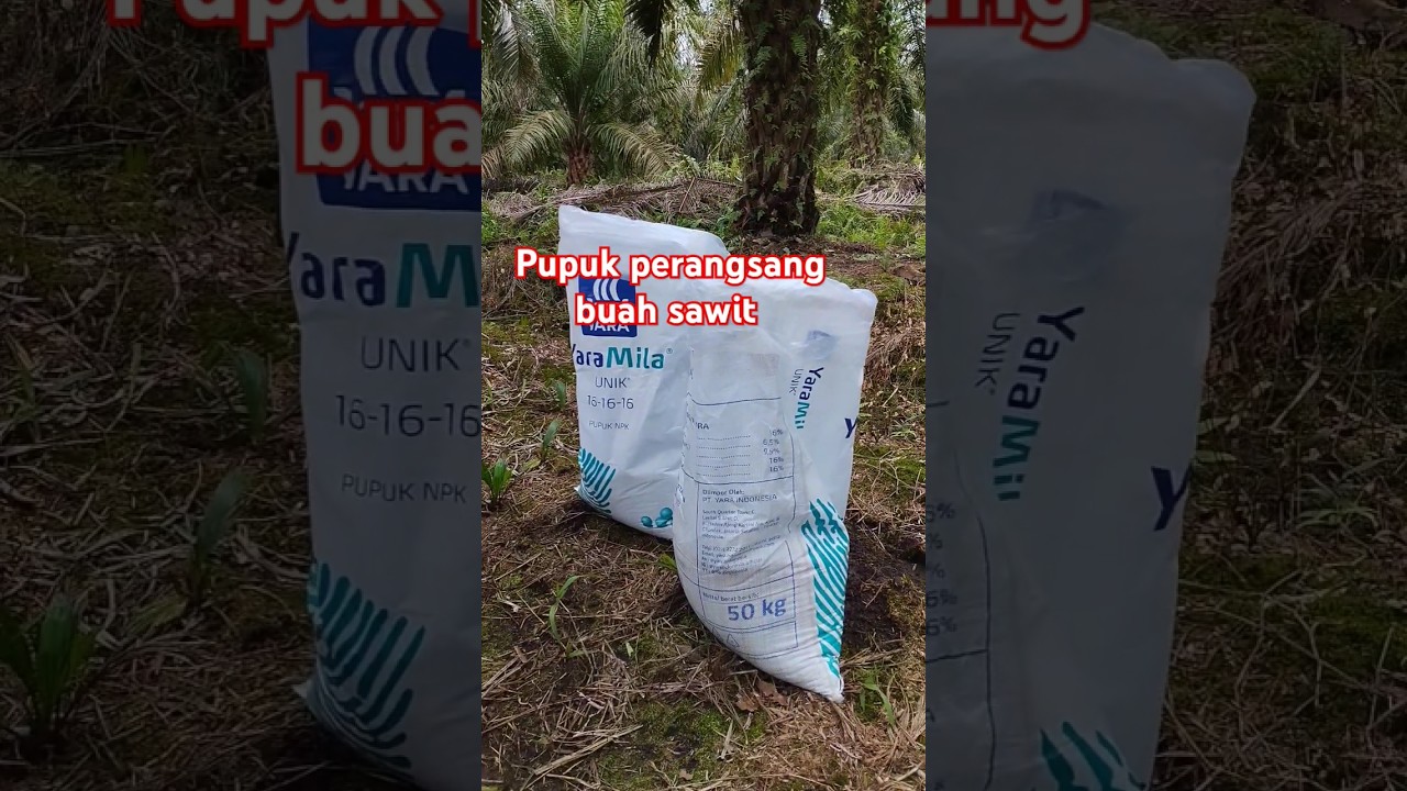 Pupuk bagus npk perangsang buah sawit #yusrilsawit #sawit #pemupukansawit #pupuknpk