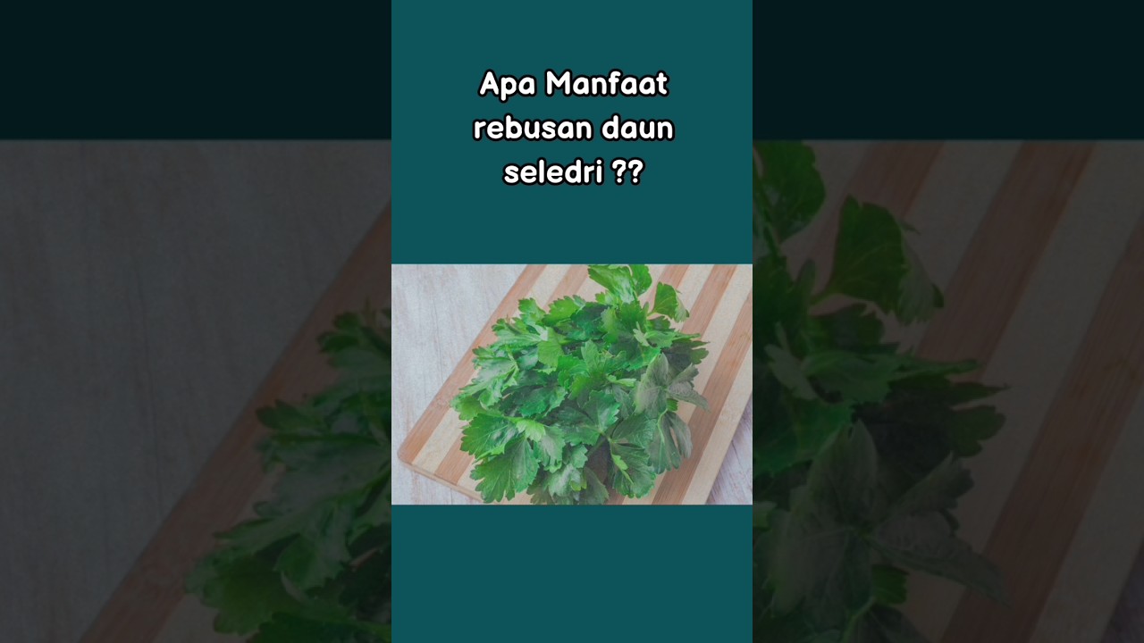 Manfaat Daun Rebusan Seledri #shorts #seledri