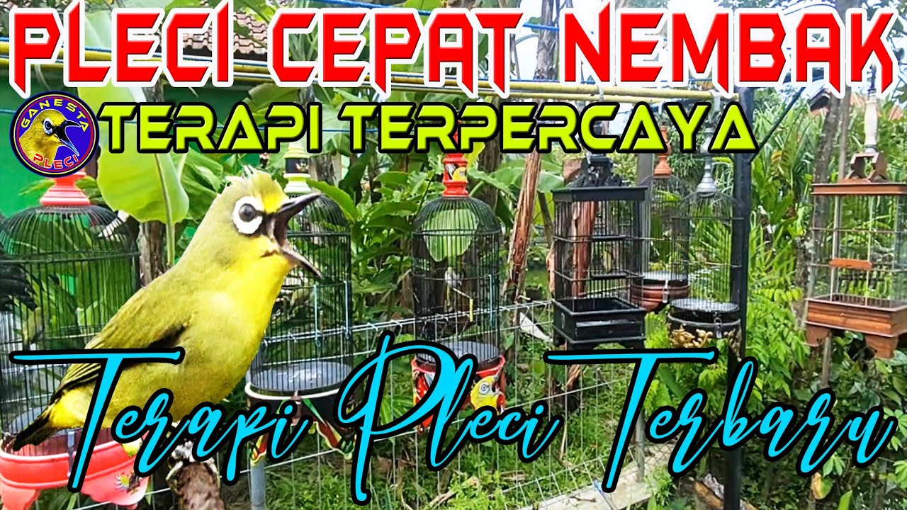 Terapi Pleci Agar Cepat Nembak Buka Paruh || Terapi Pleci Koloni dan Pleci Nembak