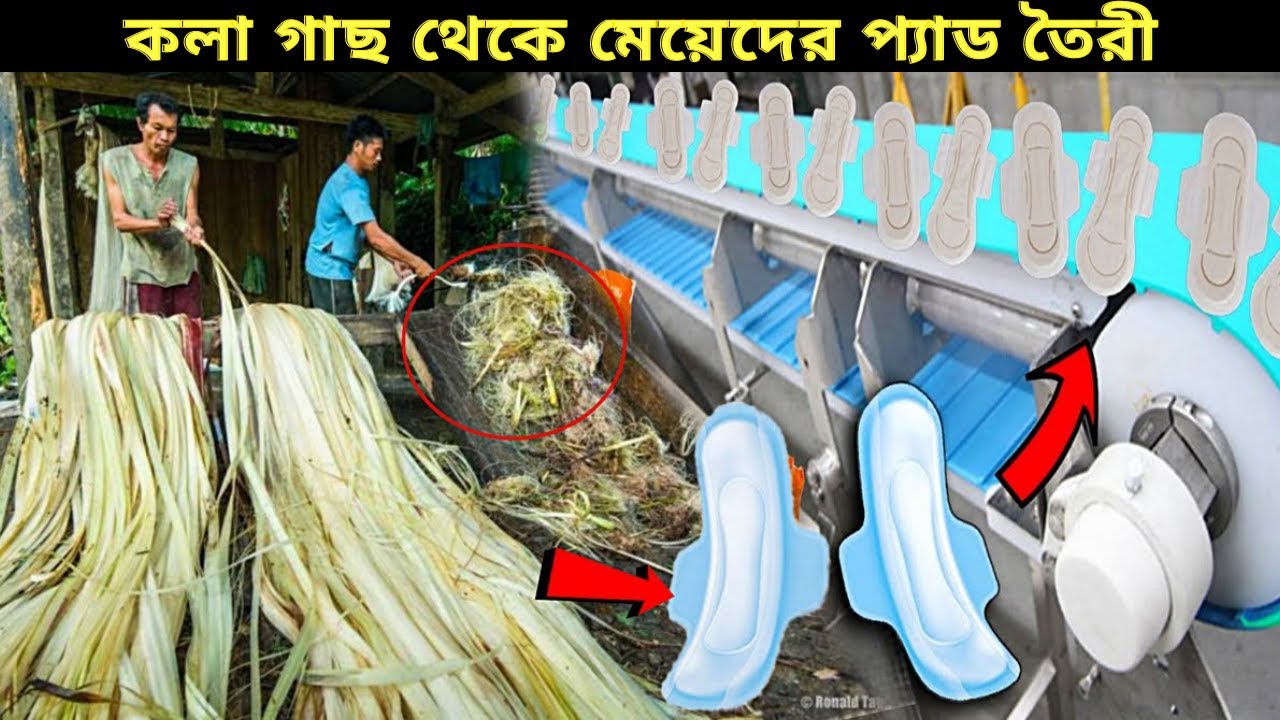 দেখুন কিভাবে কলা গাছ দিয়ে  মেয়েদের প্যাড তৈরী হয় | banana fibre pad making factory process