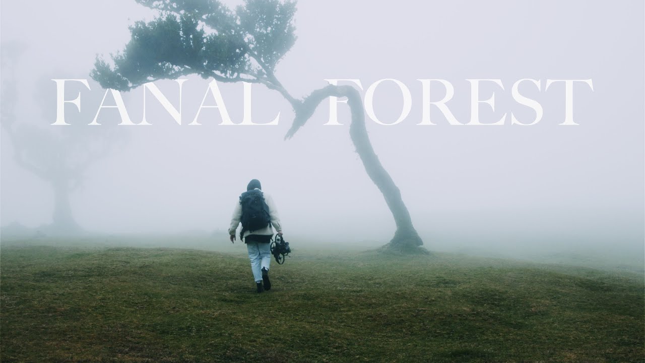 Fanal Forest Madeira | Cinematic FPV [RED Komodo 6K]