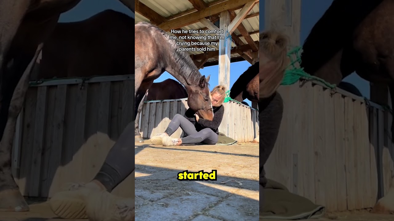 this horse didn't know why her owner was crying