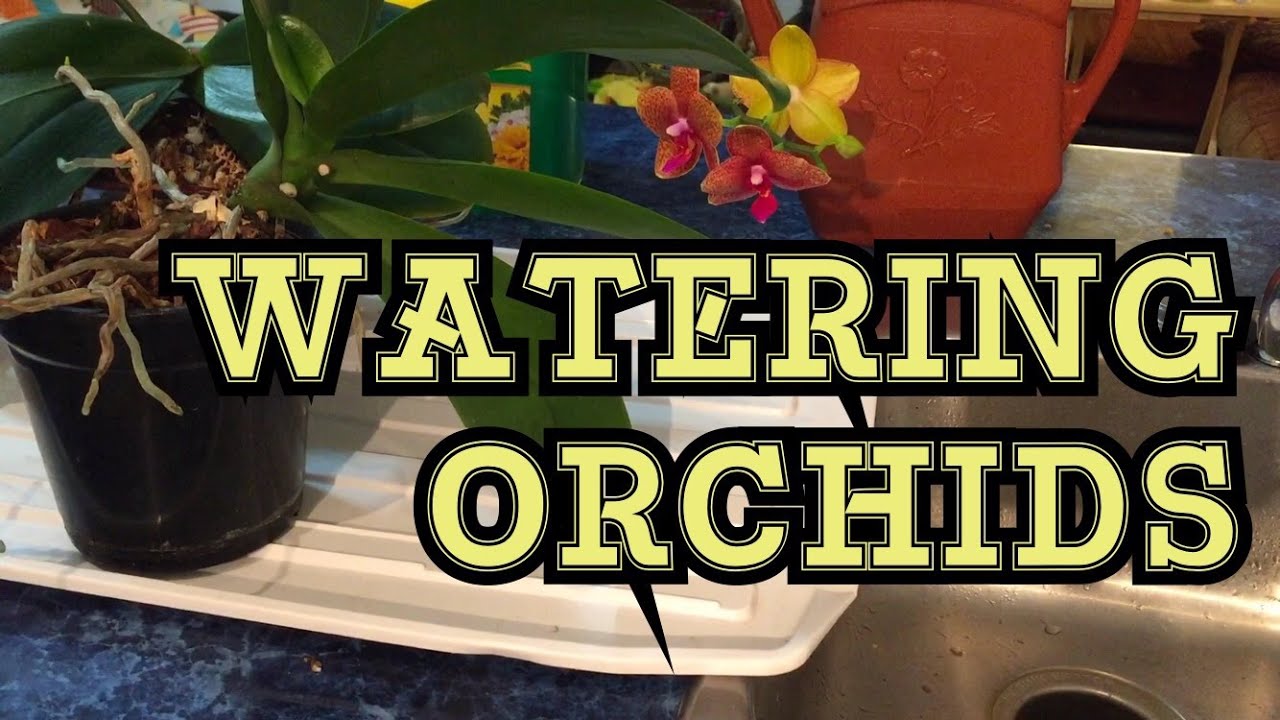 ORCHID CARE: TIPS TO WATER AND FERTILIZE WINDOWSILL PHALAENOPSIS ORCHIDS
