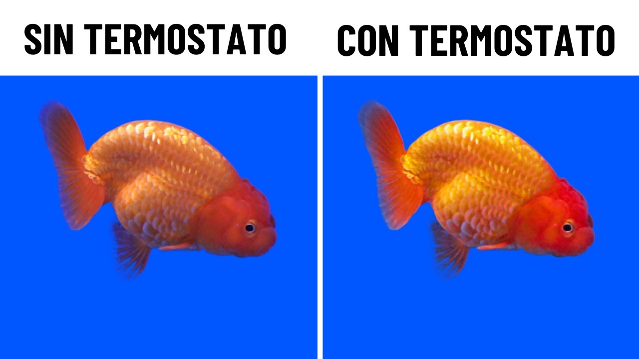 Descubre cómo el CALOR potencia la salud de tus GOLDFISH