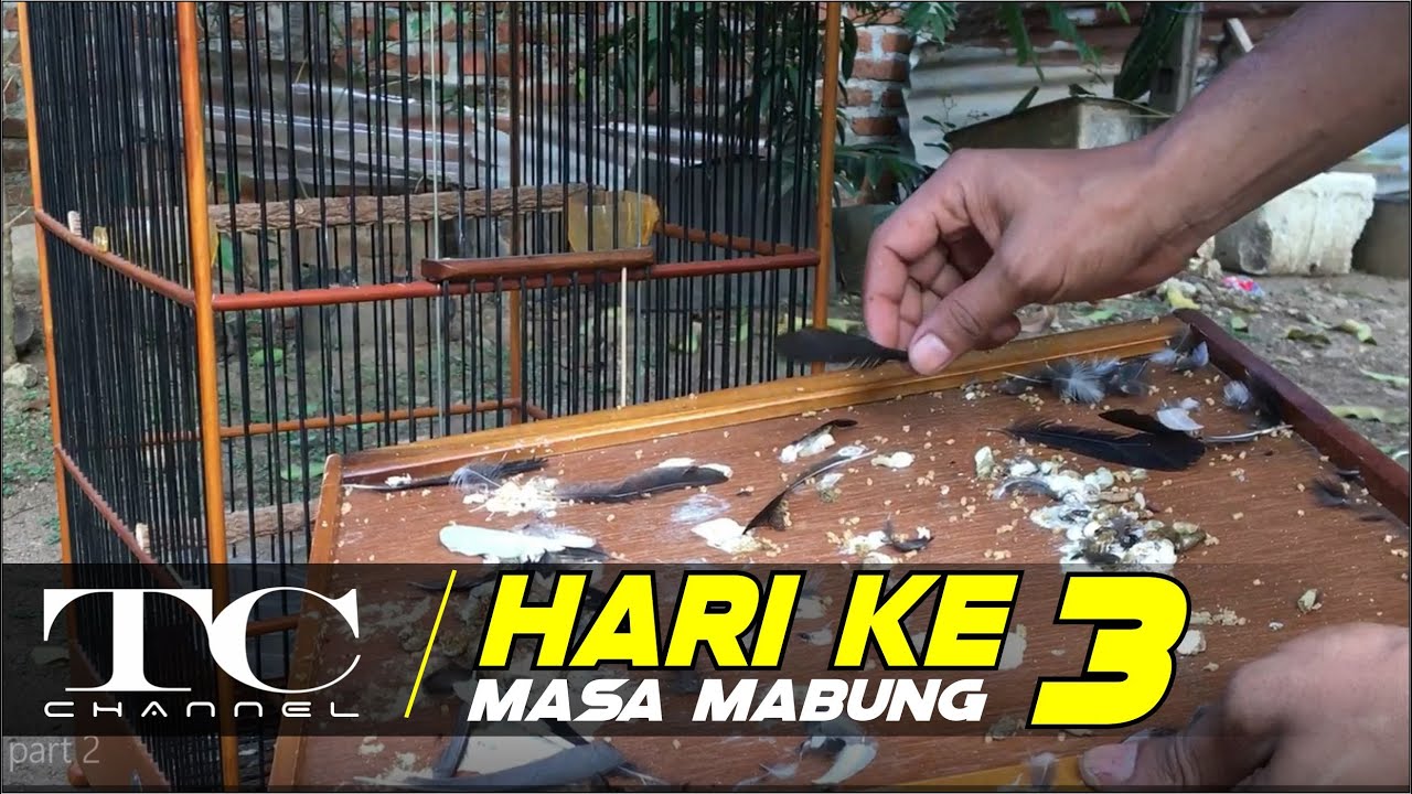 cara melancarkan kacer pada saat mabung