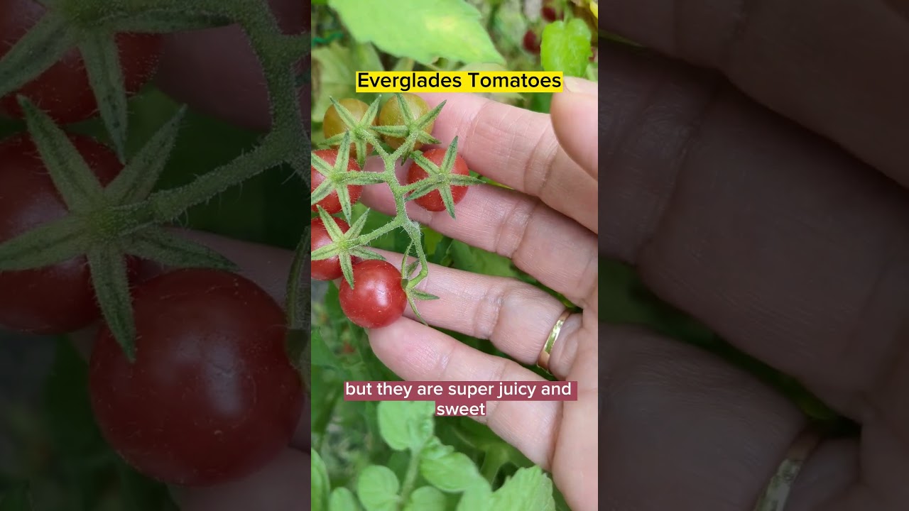 Picking Everglades Tomatoes in South Florida #shorts #shortsvideo