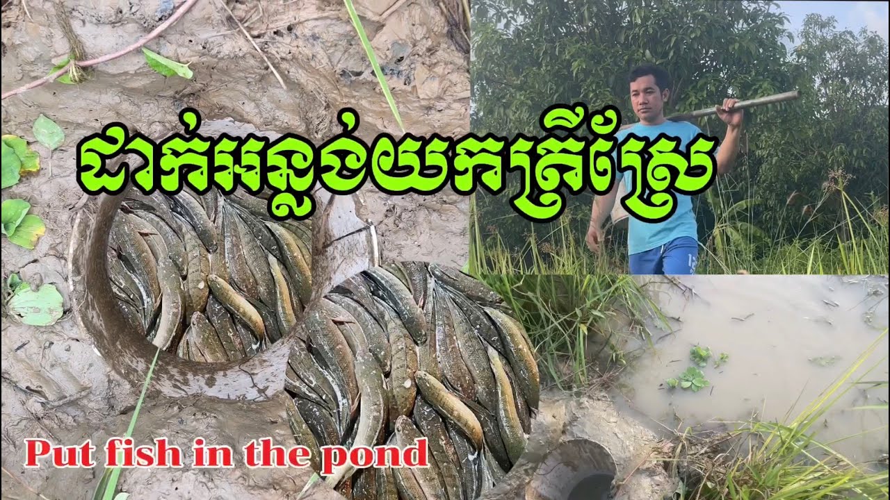 ដាក់អន្លង់យកត្រីស្រែ put fish in the pond #fishing #fish  for Cambodian