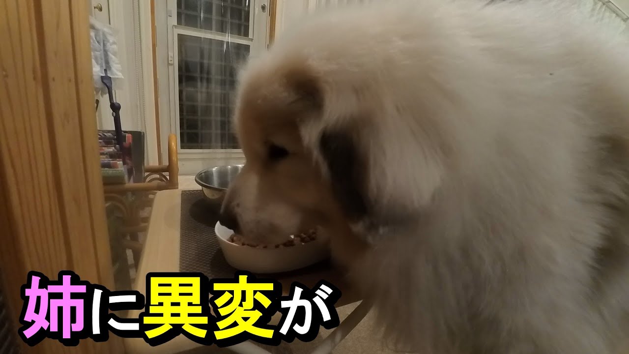 【ラム＆ピコ】朝食の風景・ねぇちゃんに異変が⁉