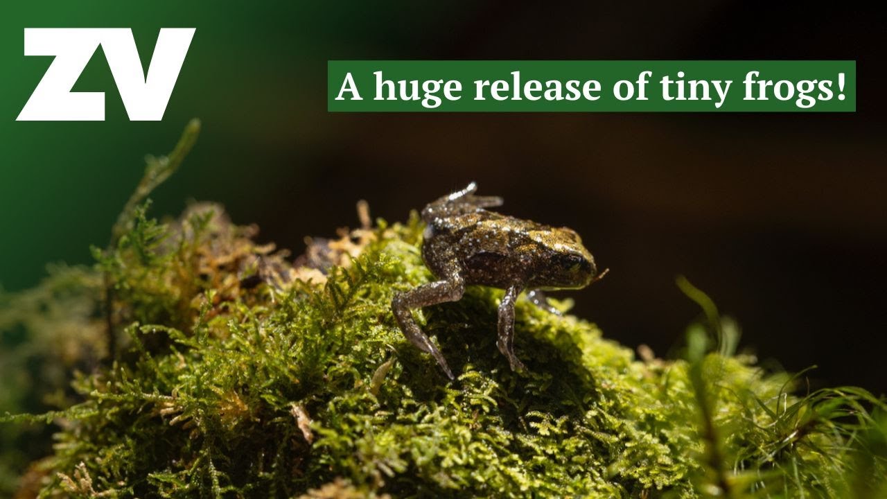 Baw Baw Frogs return to a lush mountain gully