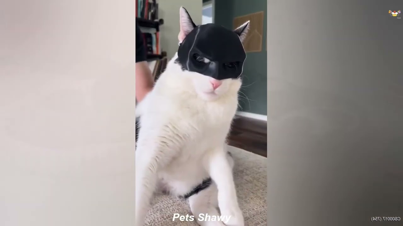 You Laugh You Lose 😂 Funniest Cats and Dogs 2026  💕 #animals #funny_animals #funny_videos