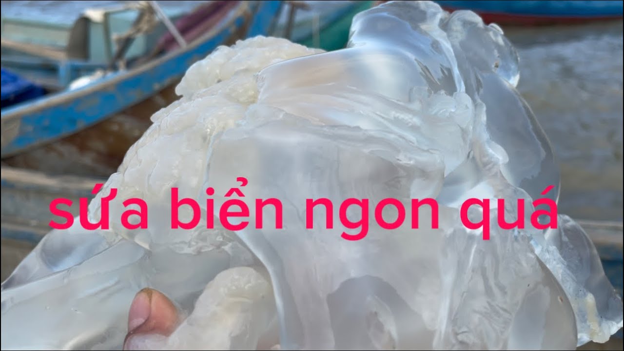 đi biển gặp được con sứa ngon quá 