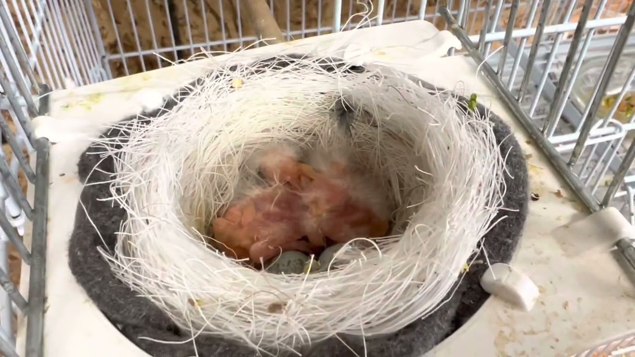 Canary chicks have hatched