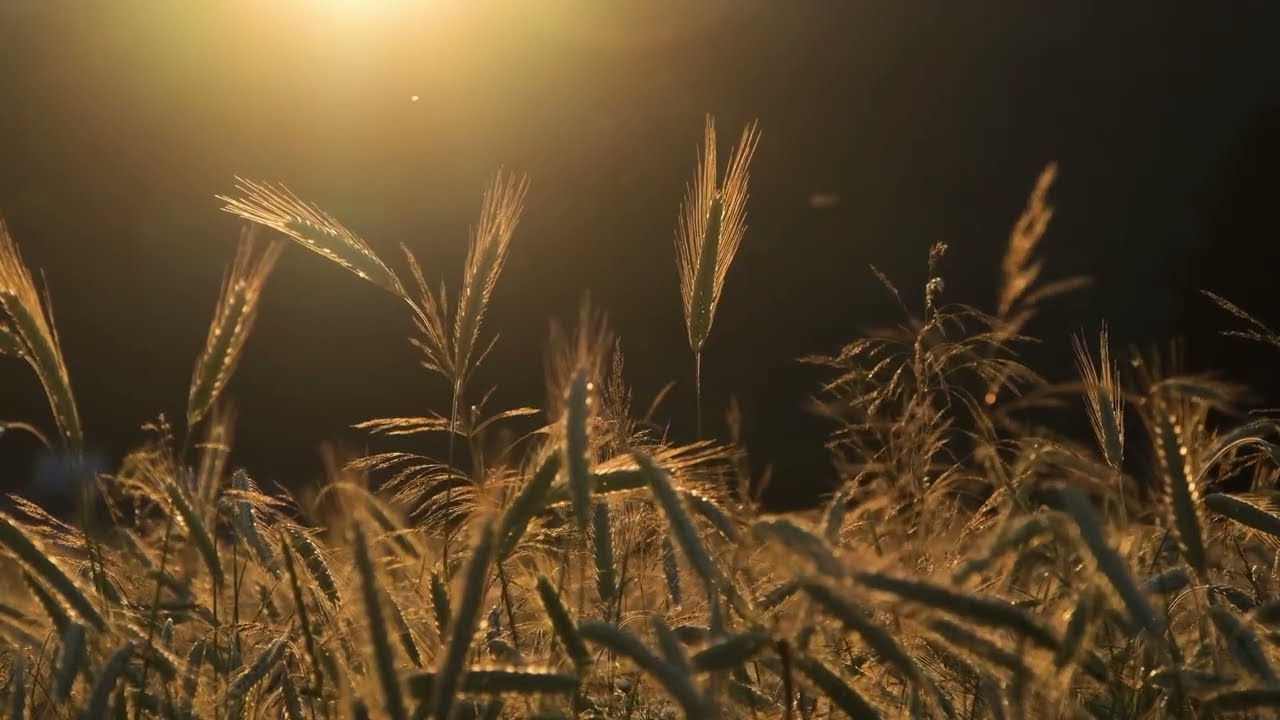 Tomorrow Will Be Better – Official Music Video