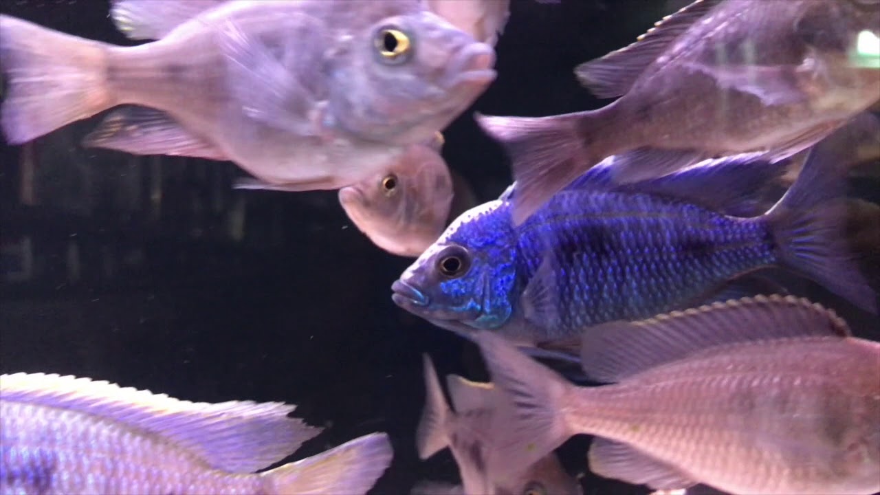 Auloncara Nyassae