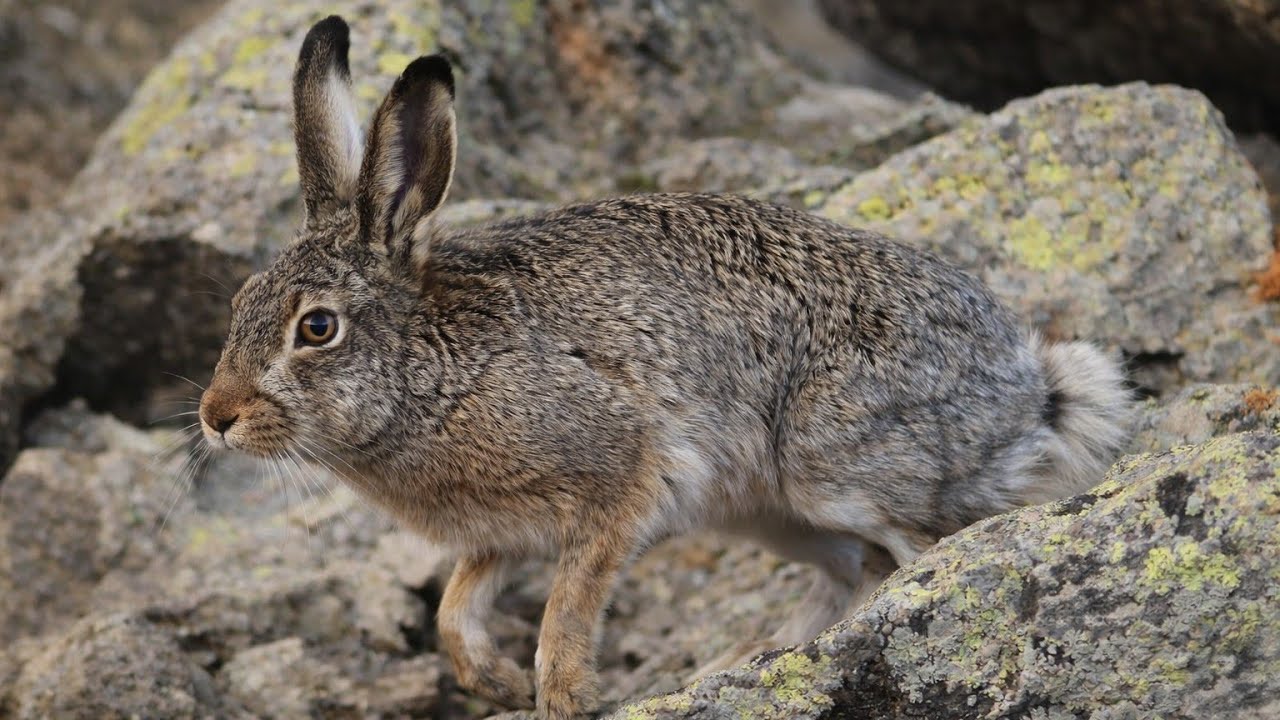 İZLEMEYEN &Ccedil;OK PİŞMAN OLUR.#tavşanavı#harehunting#partridgehunting#gopro#hunting