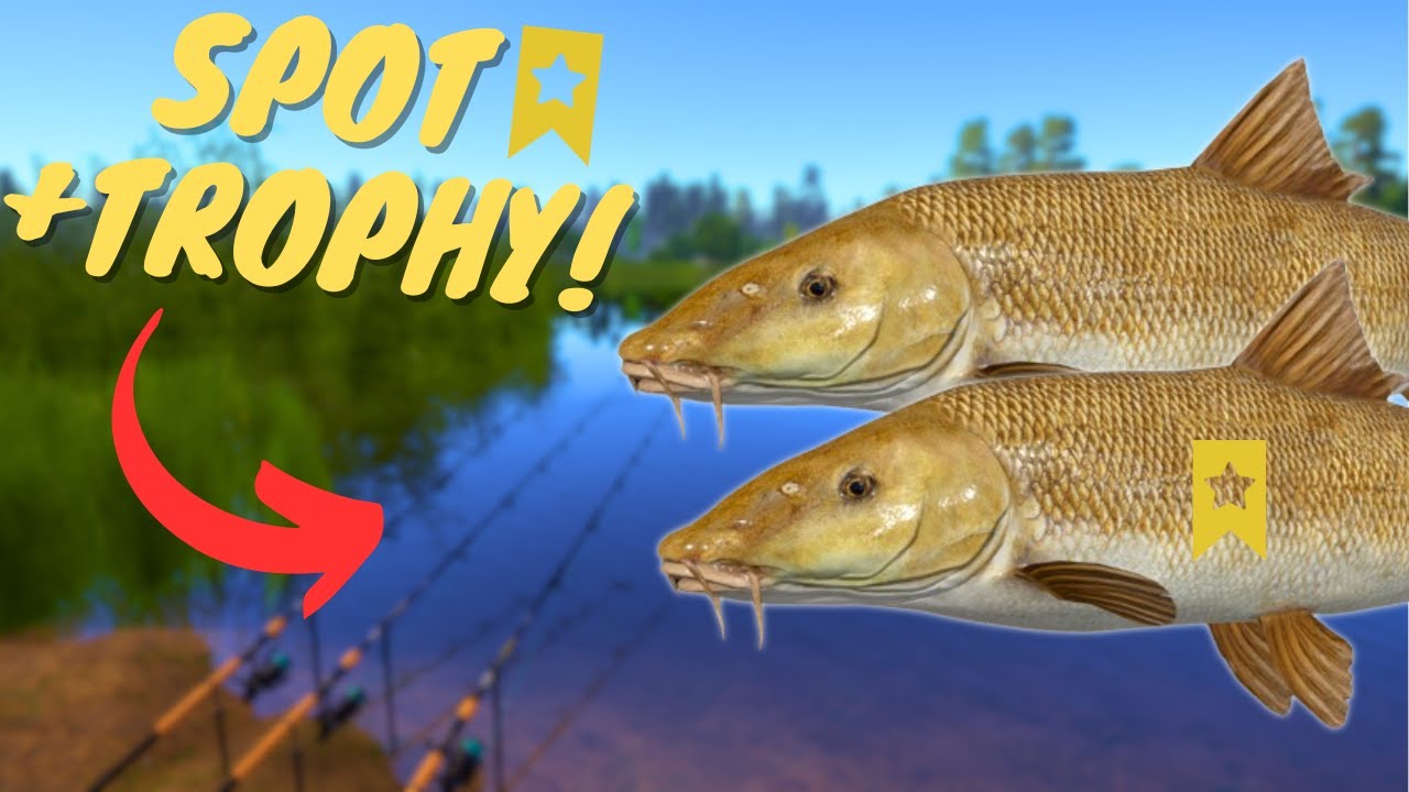 ACTIVE BARBEL SPOT IN BEAR LAKE + TROPHY! #930 Russian fishing 4